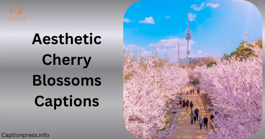 Aesthetic Cherry Blossoms Captions