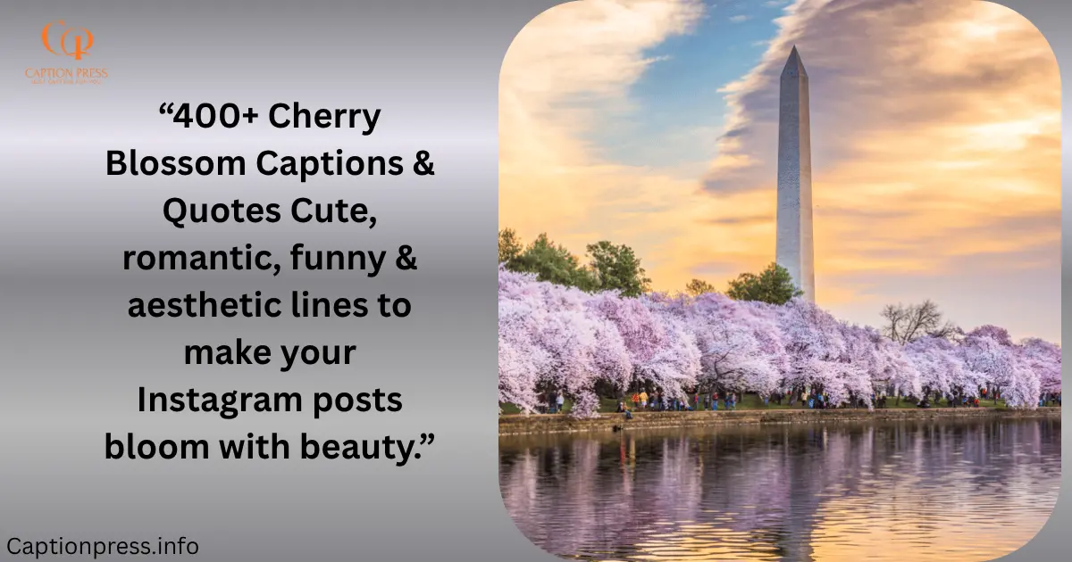 Cherry Blossom
