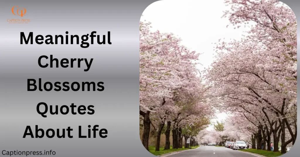 Meaningful Cherry Blossoms Quotes About Life