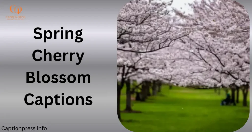 Spring Cherry Blossom Captions